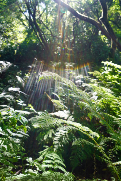istock Sunlight shining through trees on Bear Valley Trailhead in Marin County, California 1328602441