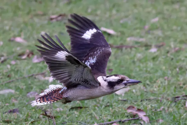 Australian Laughing Kookaburra in flight