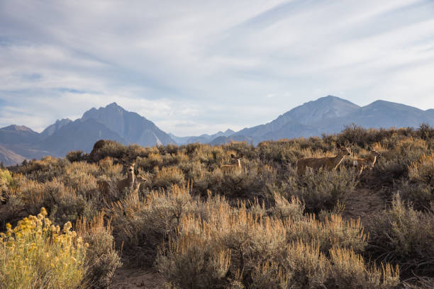 istock Deer hidden in the desert landscape 1328604657