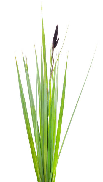 Bunch of green sedge with flower. Bunch of green sedge with flower isolated on a white background. sedge stock pictures, royalty-free photos & images