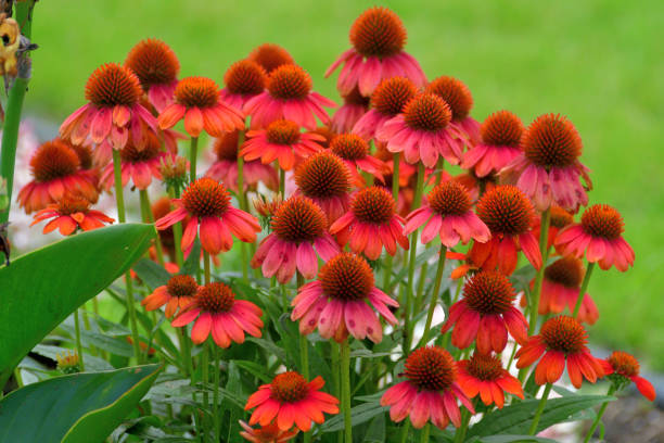 Echinacea Flower Echinacea is a group of herbaceous flowering plants in the daisy family, Asteraceae. This queen of daisy is often called Coneflowers for its dome-shaped center. coneflower stock pictures, royalty-free photos & images