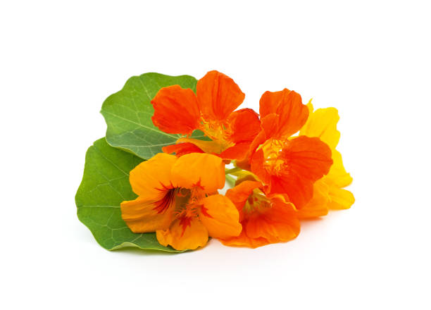 Bouquet of nasturtium on white background. Bouquet of nasturtium isolated on a white background. nasturtium stock pictures, royalty-free photos & images