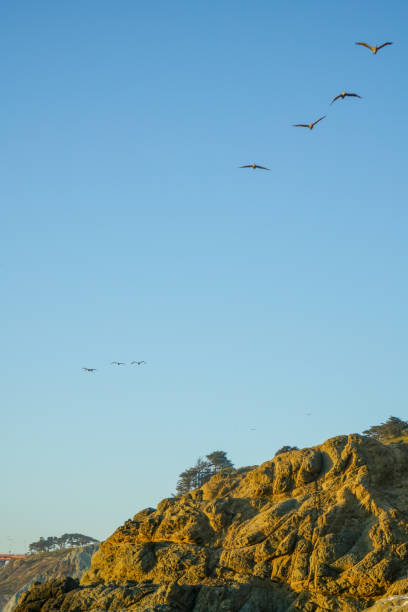 Gull birds flying over Baker Beach in San Francisco, CA Gull birds flying over Baker Beach in San Francisco, CA numenius americanus stock pictures, royalty-free photos & images