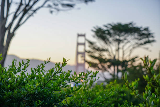 golden gate bridge a san francisco, california - golden gate bridge bridge san francisco county summer foto e immagini stock