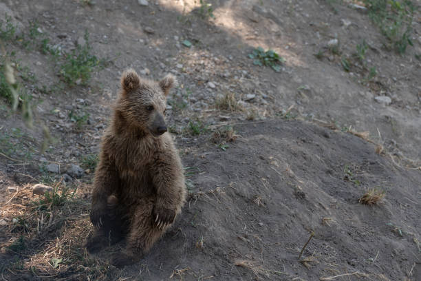 A tiny Eurasian Brown Bear cub, Ursus arctos arctos, about three or four months old, leaning on a fallen tree trunk with a paw over one eye.