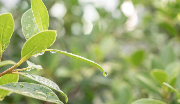 istock Natural green leaf in the garden 1328607144