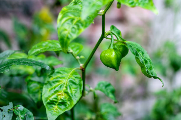 istock Green chili pepper growing on the tree close up 1328608660