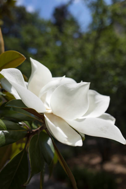 istock Beautiful white magnolia flower close-up on a sunny day. Side view. Vertical image. 1328609016