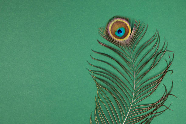 Colorful peacock feather close-up on a dark green background. Top view, place for text.