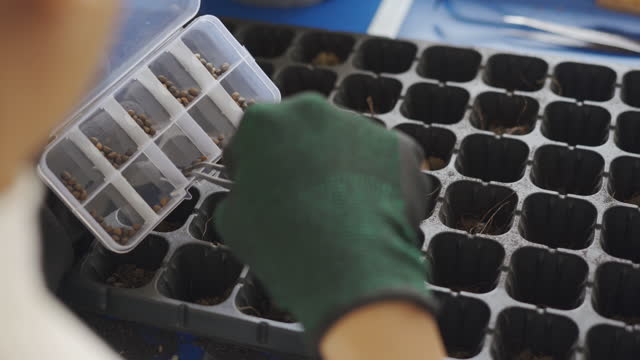Asian woman's hand putting seeds on seeding tray