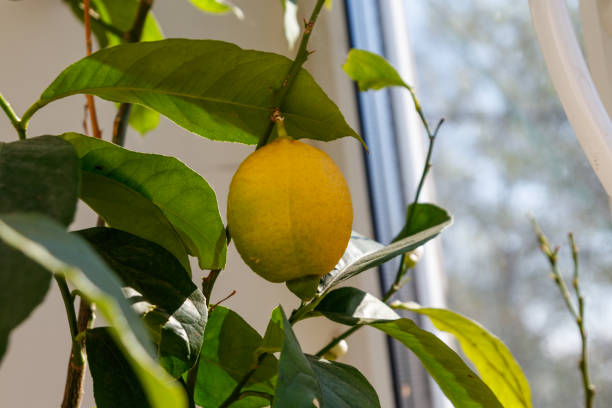 istock Lemon tree with ripening fruit on the windowsill in the apartment 1328609874