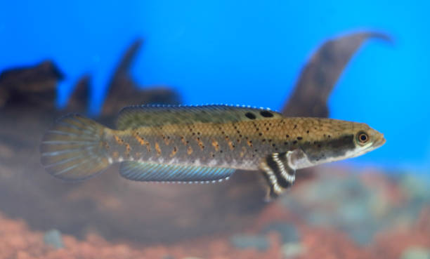 istock Snakeheads fish or channa 1328610019