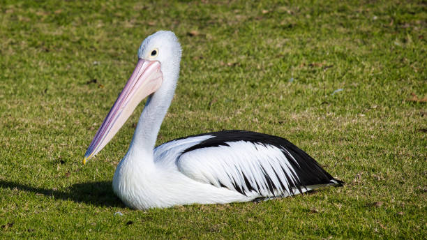 istock Pelican Resting on the Grass Beside Lake Mulwala 1328610761