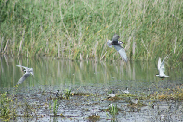 istock Black tern flying near the lake surface with selective focus on background 1328610906