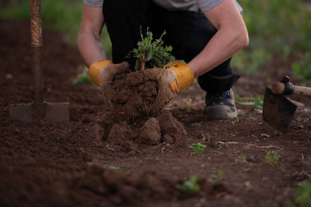 Plowing the land. Digging earth with shove. stock photo