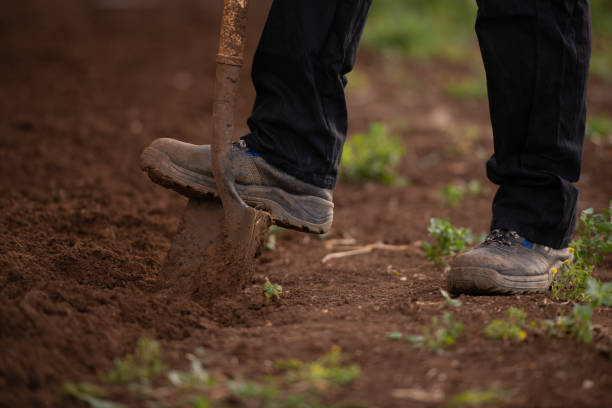 istock Plowing the land. Digging earth with shove. 1328612944