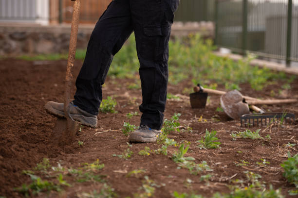 istock Plowing the land. Digging earth with shove. 1328613034