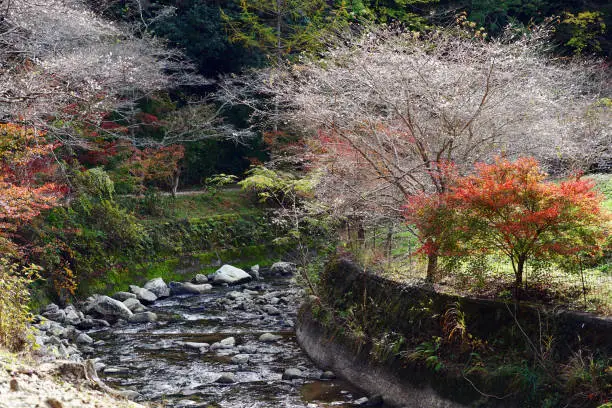 A small stream with beautiful blooming cherry trees of Obara district, Toyota city, Japan.