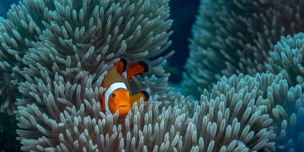 istock Orange clown fish hiding in an anemone 1328613759