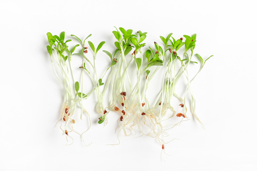 Heap of alfalfa sprouts on white background. Micro baby leaf vegetable of green alfalfa seeds sprouts.