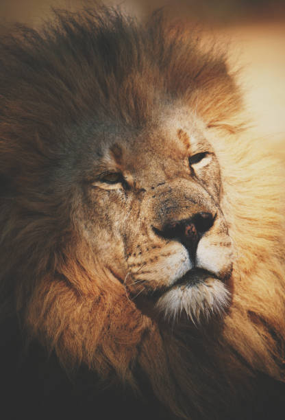 istock Vilda djur Sydafrika 1328616664