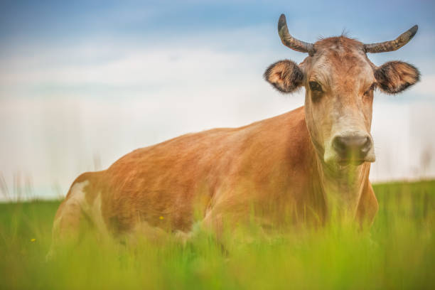 istock Cow in a green meadow or animal pasture 1328617098