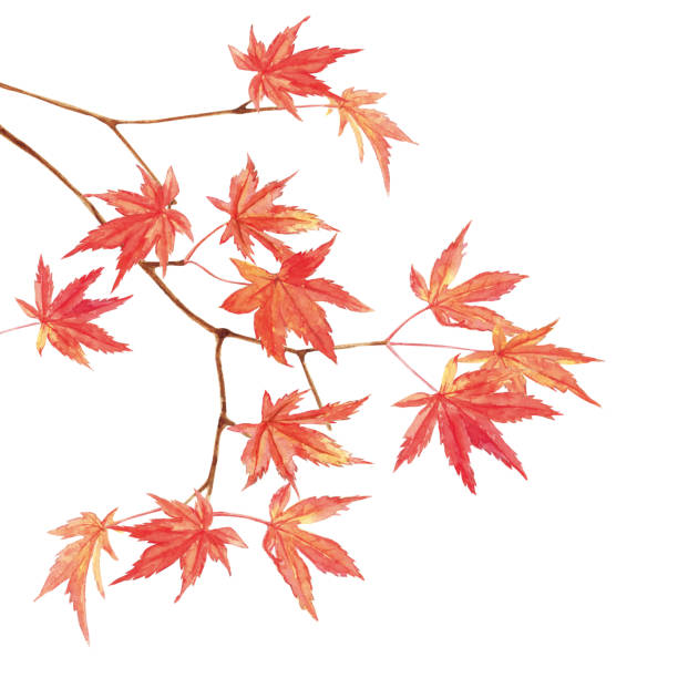 illustrazioni stock, clip art, cartoni animati e icone di tendenza di l'acero lascia la pittura ad acquerello su sfondo bianco - maple tree branch autumn leaf