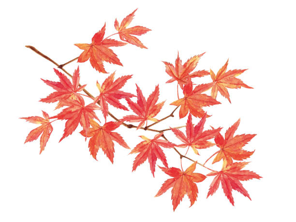 illustrazioni stock, clip art, cartoni animati e icone di tendenza di foglie d'acero pittura ad acquerello su sfondo bianco - maple tree branch autumn leaf