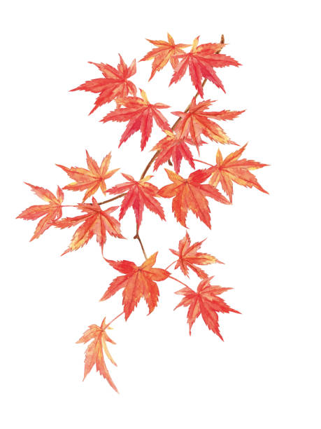 istock Maple leaves watercolor painting on white background 1328617918