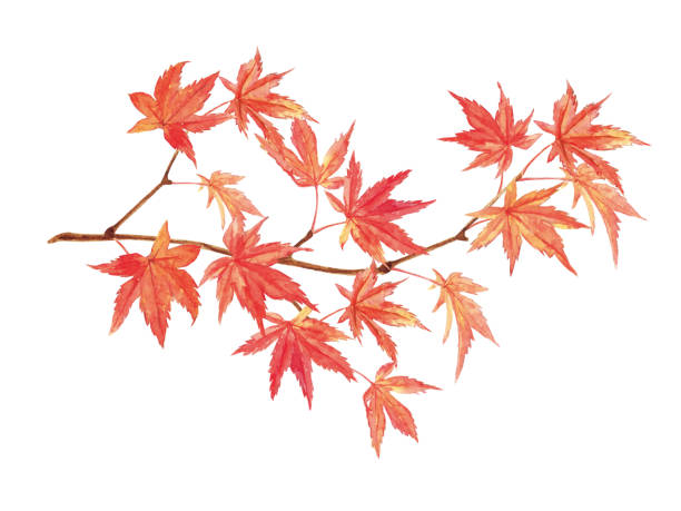 klon pozostawia akwarelowe malowanie na białym tle - japanese maple illustrations stock illustrations