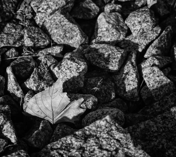 aperture 13, exposure time 1/250 sec., ISO 200, sun visor, UV filter, focal length 105 mm, post-processing black and white high contrast,