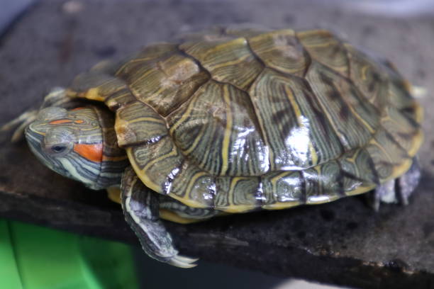 istock Freshwater turtles are waiting for the sun to bask 1328620168