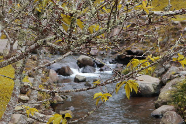 istock Cherry blossoms that are not blooming grow near the stream 1328620214