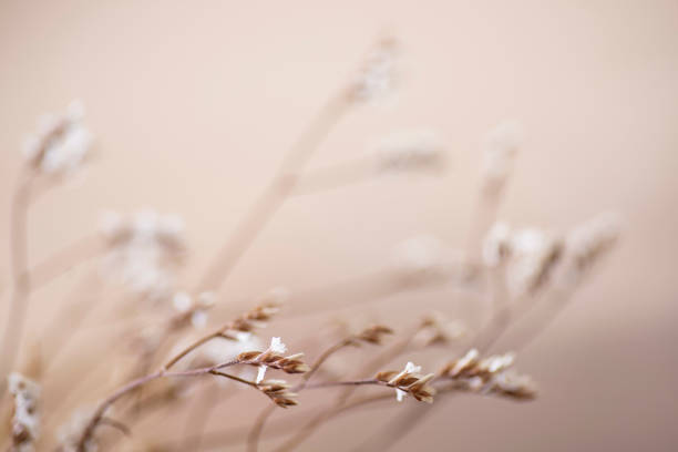 istock Floral background. Closeup view of flowers. Selective focus. Blurred background 1328621233