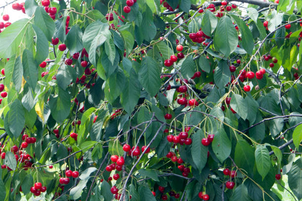 istock Ripe dark red cherries hanging on cherry tree branch with green blurred background 1328621298