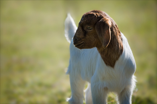 A white goat stands in its enclosure, looking directly at the camera with an inquisitive expression