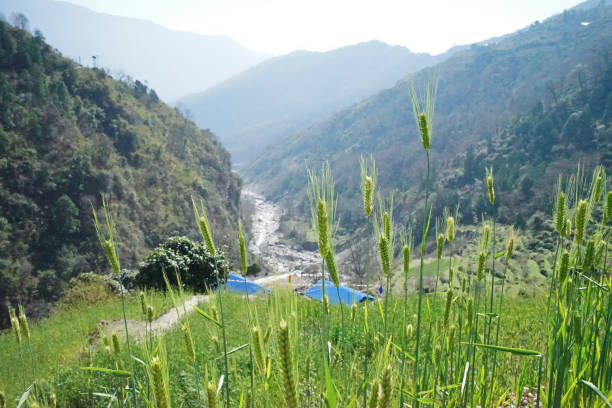 Natural landscape of crop plant with hill ridge