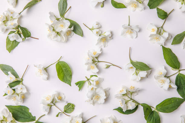 istock Pattern of bud jasmine and leaves scattered on a gary  background, overhead view. Flat lay 1328622618