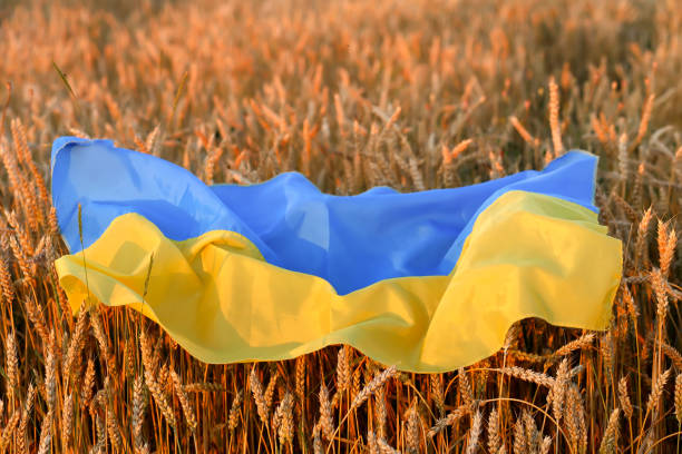 flag of ukraine is blue-yellow lying on ripe wheat. yellow wheat field in ukraine. independence day of ukraine, flag day. - ucrania imagens e fotografias de stock