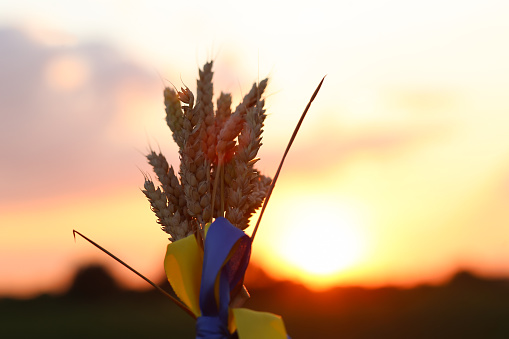 A bouquet of ears of wheat spikelets tied with a yellow and blue ribbon against the background of the sunset sky. Ukrainian symbol. Independence Day, Constitution, Flag of Ukraine