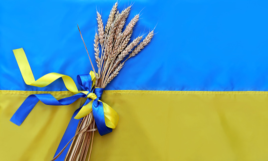 A bouquet of ripe golden spikelets of wheat tied with a yellow and blue ribbon on the background of the flag of Ukraine. Country symbol. Independence day of ukraine, flag day, constitution. Copy space