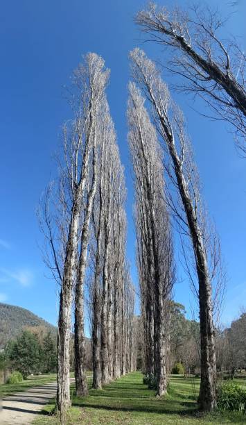 istock Tall winter trees in the Alpine Valley, Bright, Australia 1328623752