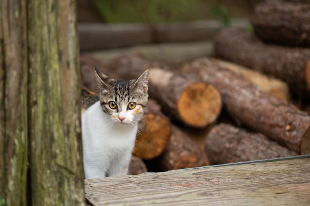 istock A young cat by a stack of logs outdoors 1328624605