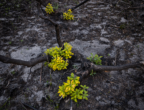 devastating wildfires ravaged the east coast of Australia in 2019\\2020.  This is a national park on the south coast of NSW. it has amazing monoliths creating a rabbit warren of valleys and alleyways around them. Usually a challenge to navigate through the plant growth, now only charred sticks remain. Some plants are starting to shoot their regrowth.