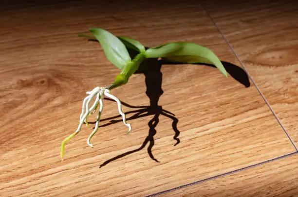 Orchid roots dendrobium nobile on a wooden floor at home