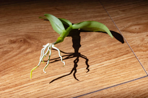 корни орхидеи дендробиум нобиле на деревянном полу дома - dendrobium стоковые фото и изображения