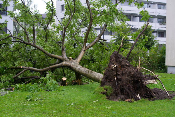 kürzlich umgestürzter baum nach schwerem gewitter bei der stadt zürich mit wurzeln in der luft. - baumstamm am boden stock-fotos und bilder