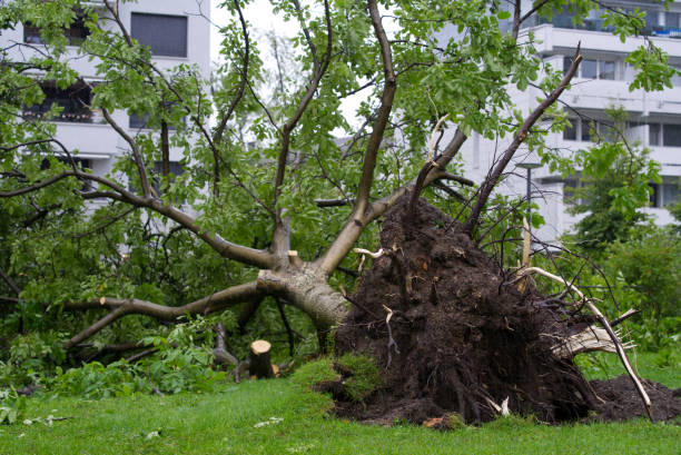 árvore recém-caída após forte tempestade na cidade de zurique com raízes no ar. - switzerland forest storm summer - fotografias e filmes do acervo