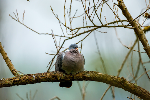 A woodpigeon in a tree