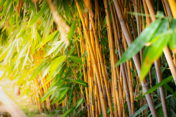 istock Background picture of yellow bamboo. 1328629653